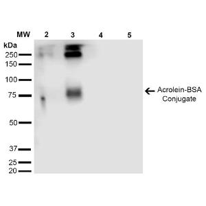 Antibody A304754-100 100 µg