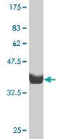 Anti-ZNF207 Mouse Monoclonal Antibody [clone: 1A2]