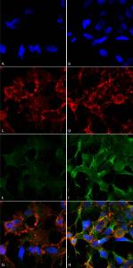 Antibody A304754-100 100 µg