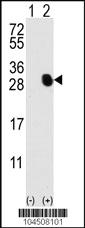 Anti-Osteocalcin Rabbit Polyclonal Antibody