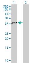 Anti-NCF4 Mouse Polyclonal Antibody