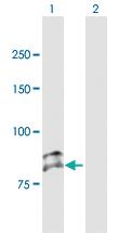 Anti-SEMA3G Mouse Polyclonal Antibody