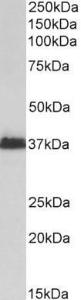 Antibody anti-MSI2 A82621-100 100 µg