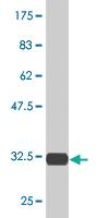 Anti-RPS29 Mouse Monoclonal Antibody [clone: 3G9]