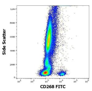 Anti-CD268 Mouse Monoclonal Antibody [clone: 11C1] (FITC (Fluorescein Isothiocyanate))