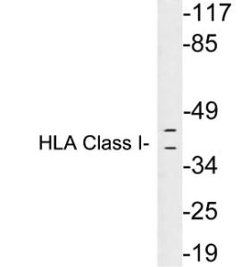 Western blot analysis of lysates from Ramos cells using Anti-HLA Class I Antibody