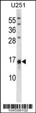 Anti-Osteocalcin Rabbit Polyclonal Antibody