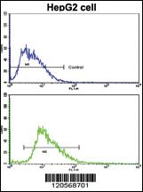 Anti-LAMB2 Rabbit Polyclonal Antibody