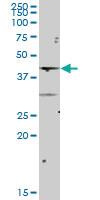 Anti-NCF4 Mouse Polyclonal Antibody