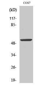 Anti-p53 Rabbit Polyclonal Antibody