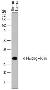 Anti-AMBP Sheep Polyclonal Antibody