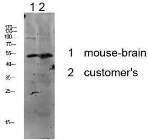 Anti-p53 Rabbit Polyclonal Antibody