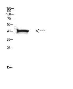 Western blot analysis of HELA cells using Anti-HLA Class I Antibody