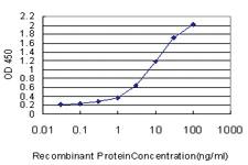 Anti-LEF1 Mouse Monoclonal Antibody [clone: 2C9]