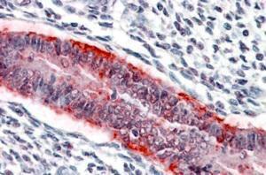 Anti-MMP7 Antibody (A84120) (3.8µg/ml) staining of paraffin embedded Human Uterus. Steamed antigen retrieval with citrate buffer pH 6, AP-staining.