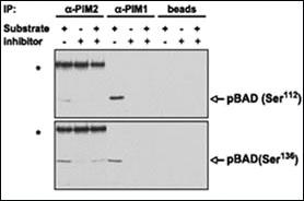 Anti-PIM2 Rabbit Polyclonal Antibody