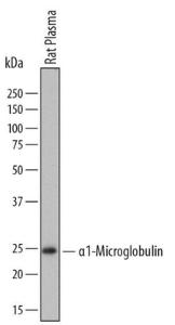 Anti-AMBP Sheep Polyclonal Antibody