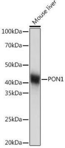 Western blot analysis of extracts of Mouse liver, using Anti-PON1 Antibody [ARC2001] (A308894) at 1:1000 dilution