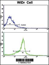 Anti-PTP4A2 Rabbit Polyclonal Antibody