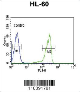 Anti-CAPN3 Rabbit Polyclonal Antibody