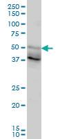 Anti-FOXA2 Mouse Monoclonal Antibody [clone: 1C7]