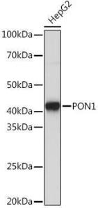 Western blot analysis of extracts of HepG2 cells, using Anti-PON1 Antibody [ARC2001] (A308894) at 1:1000 dilution