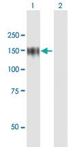 Anti-ZHX1 Mouse Polyclonal Antibody