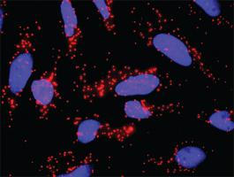 Anti-FADD + FASLG Antibody Pair