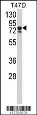 Anti-KHSRP Rabbit Polyclonal Antibody (HRP (Horseradish Peroxidase))