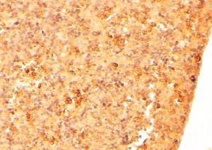 Anti-CFC1 Antibody (A84121) (2 µg/ml) staining of paraffin embedded Mouse Embryo Liver. Steamed antigen retrieval with citrate buffer pH 6, HRP-staining