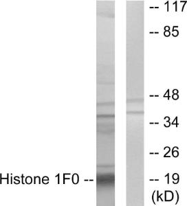 Western blot analysis of lysates from A549 cells using Anti-Histone 1F0 Antibody. The right hand lane represents a negative control, where the antibody is blocked by the immunising peptide