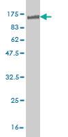 Anti-NR1D1 Mouse Monoclonal Antibody [clone: 4F6]