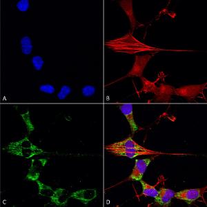 Immunocytochemistry/Immunofluorescence analysis of human neuroblastoma cells (SH-SY5Y), fixed in 4% PFA for 15 min, using Anti-FGF13 Antibody [S235-22] (A304756), at 1:50 for overnight at 4°C with slow rocking