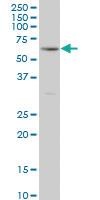 Anti-RIPK2 Mouse Monoclonal Antibody [clone: 6F7]