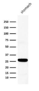 Western blot analysis of human stomach lysate using Anti-Connexin 32 Antibody [M12.13]