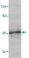 Anti-ZBTB2 Rabbit Polyclonal Antibody