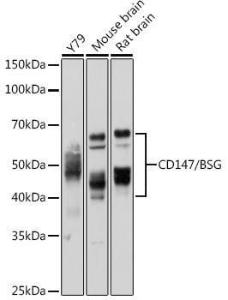 Western blot analysis of extracts of various cell lines, using Anti-CD147 Antibody (A11460) at 1:1,000 dilution