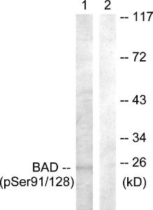 Antibody anti-BAD phospho SER91 SER128