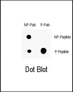 Anti-H3F3AP6 Rabbit Polyclonal Antibody (AP (Alkaline Phosphatase))