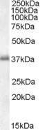 Antibody anti-LAT A82624-100 100 µg