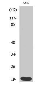 Western blot analysis of various cells using Anti-Histone 1F0 Antibody