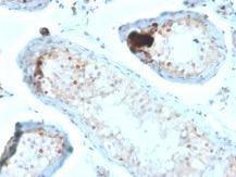 Anti-Calretinin Mouse Monoclonal Antibody [clone: CALB2/2685]