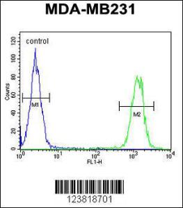 Anti-KIR2DL2 Rabbit Polyclonal Antibody