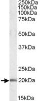 Anti-U2AF1L4 Goat Polyclonal Antibody