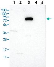 Anti-SLC6A9 Rabbit Polyclonal Antibody