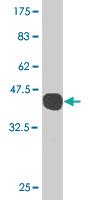 Anti-GADD45G Mouse Monoclonal Antibody [clone: 1D3]