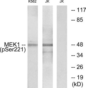 Western blot analysis of lysates from K562 cells treated with serum 20% 15' and Jurkat cells treated with EGF using Anti-MEK1 + MEK2 (phospho Ser221) Antibody The right hand lane represents a negative control, where the antibody is blocked by the immunising peptide