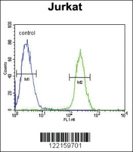 Anti-RNF8 Rabbit Polyclonal Antibody