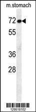 Anti-MCAF2 Rabbit Polyclonal Antibody (Biotin)