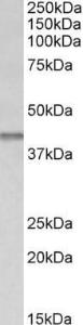 Anti-IDH3B Goat Polyclonal Antibody